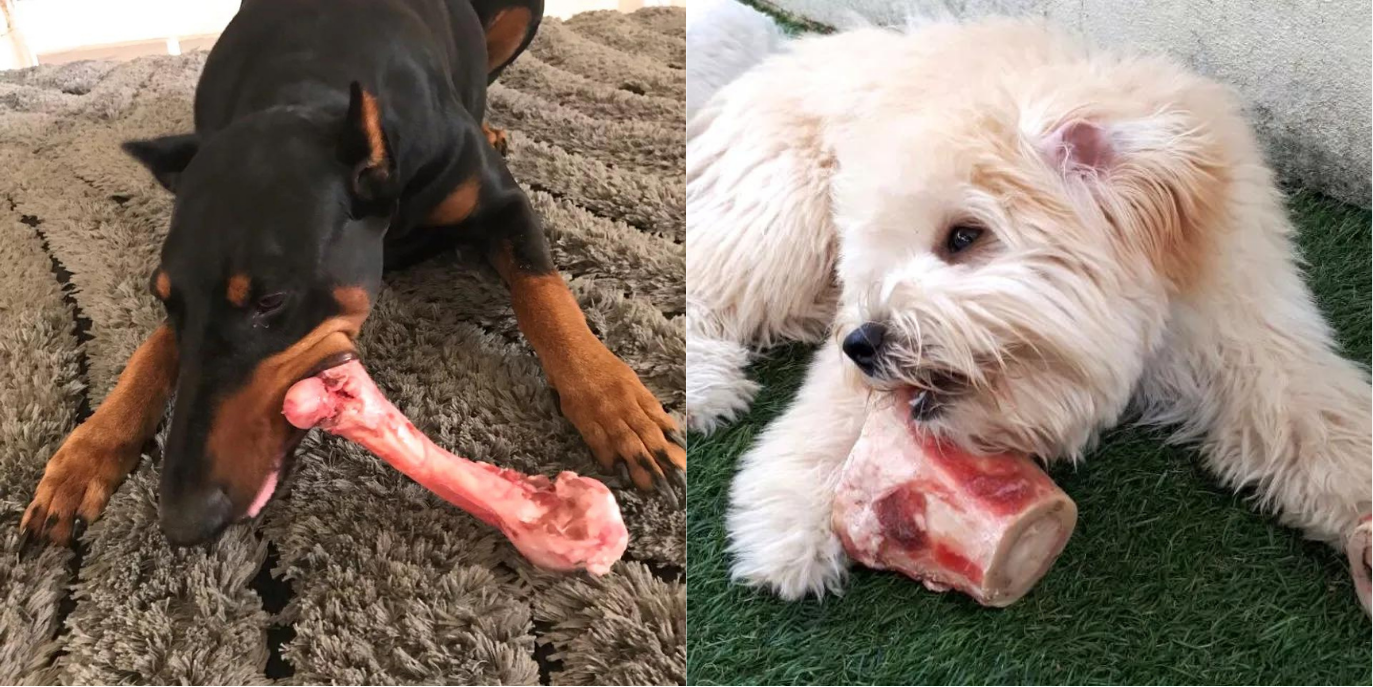 Pictures of a large dog and small dog having recreational bones